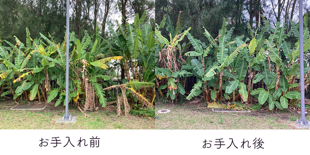 YVCbeforeafter