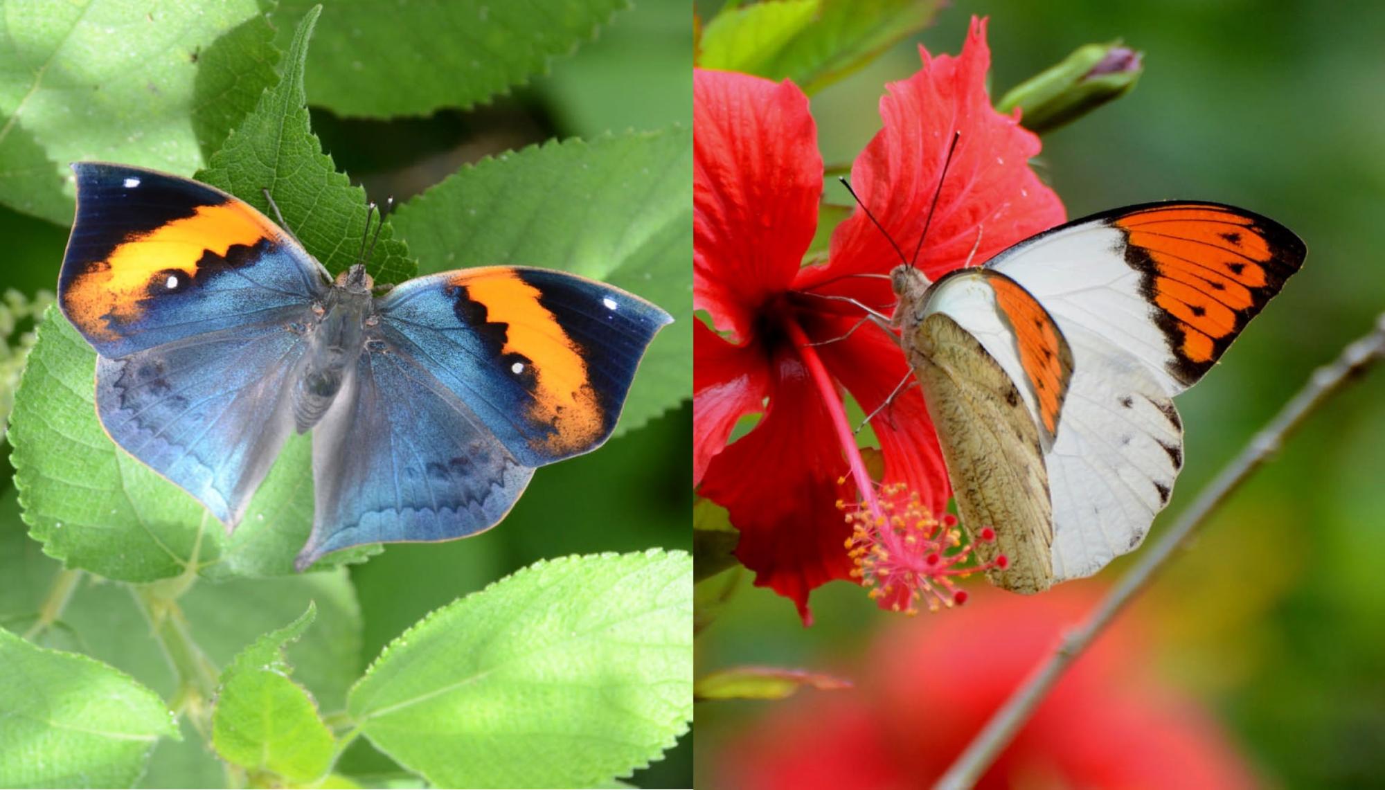 左：葉っぱにとまっている青とオレンジ色の模様のコノハチョウ、右：ハイビスカスにとまっている白とオレンジ色の模様のツマベニチョウの写真