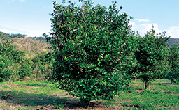広い土地に青々と茂ったシークワーサーの木が等間隔に植えられている写真