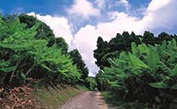 鮮やかな緑色で大きな葉をつけており、畑でたくさん栽培されている糸芭蕉の写真