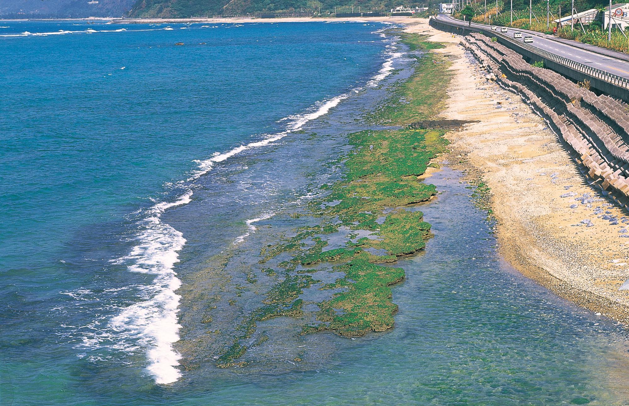 緑色になった板千瀬が海岸沿いに長々と続いている写真